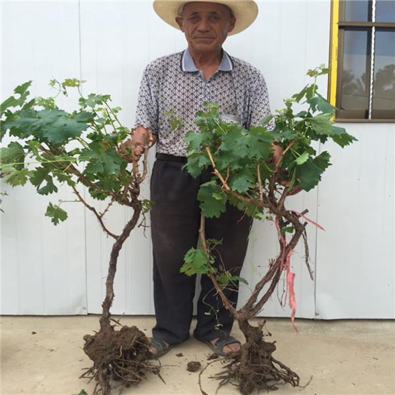 Grapevine Giant Peak Summer Black Sunshine Rose Grape Seedlings Extra Large Courtyard Climbing Vine Saplings Planted in the North and South