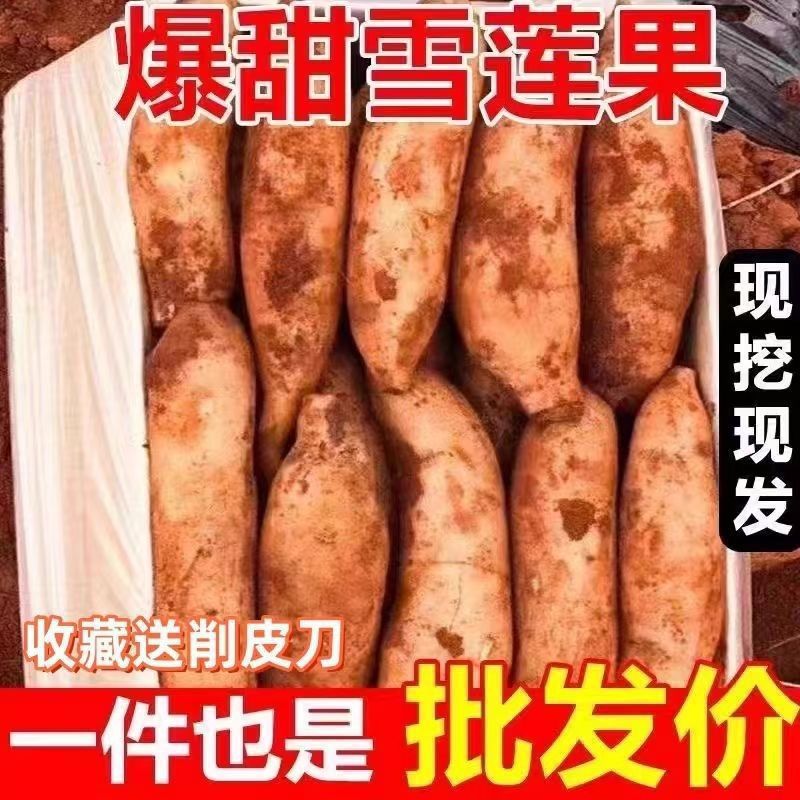 Юньнаньский корень снежного лотоса Тяньшань свежевскопанный сезонный фрукт полная коробка бесплатная доставка оптовая 10-0.5кг свежая прямая доставка