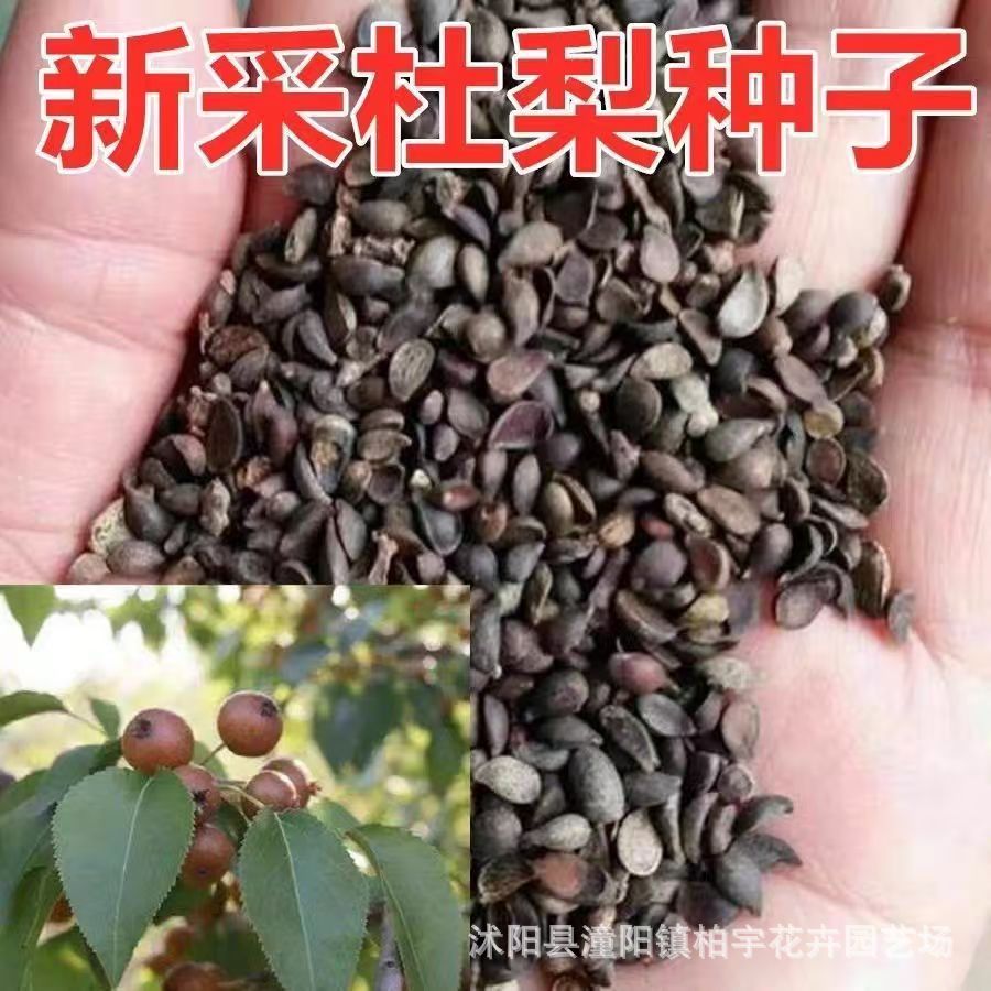 Семена груши Ду, оптовая продажа семян груши, пакет семян груши