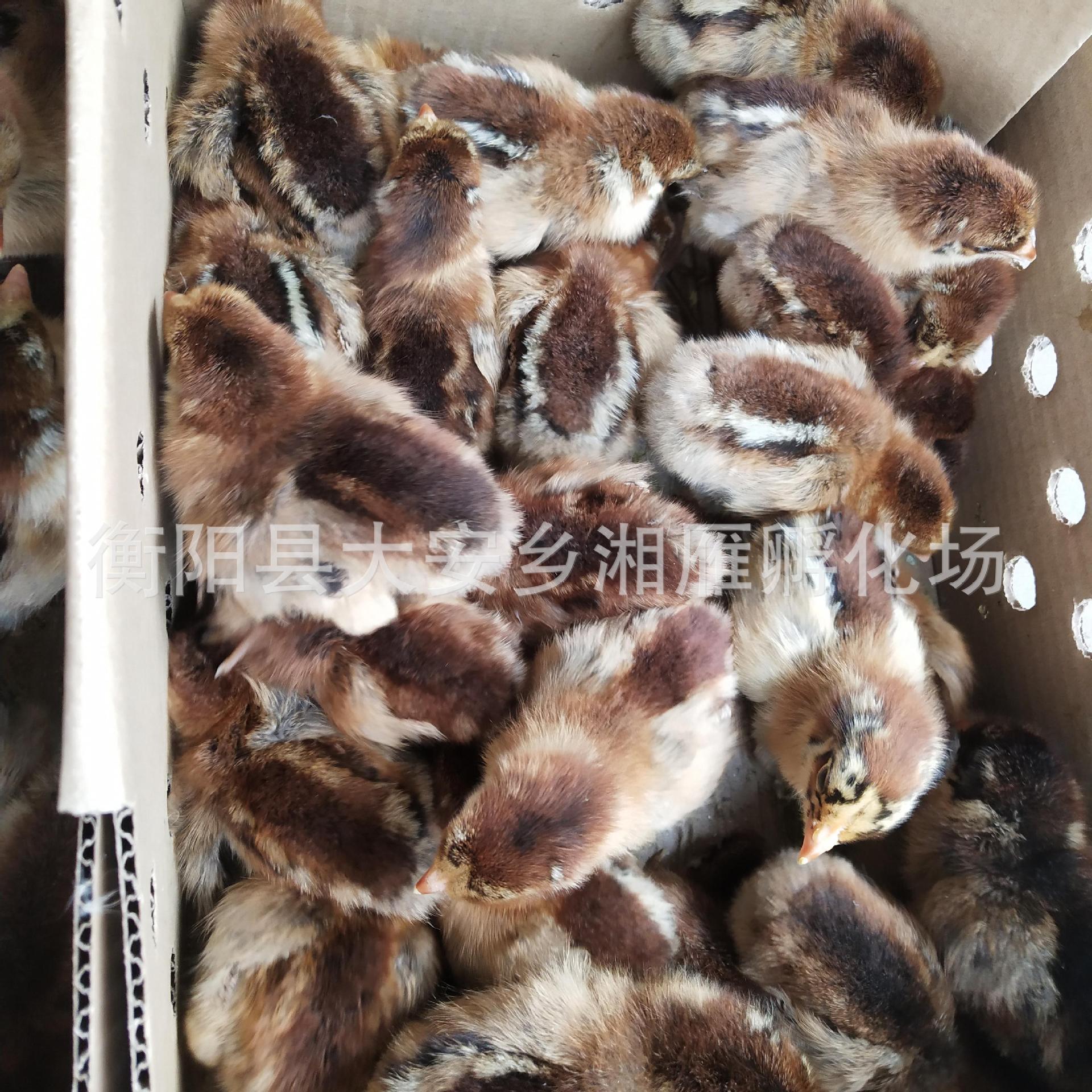 Large Green-Footed Hemp Broiler Chicken, Hatching Chicken, Red Crown, Red Hair, Big Rooster, Green-Footed, Fast-Growing, Long-Speed, Small Live Seedlings