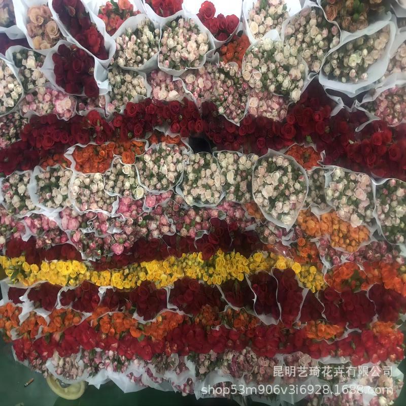 Multi-Headed Roses Yunnan Straight Hair Flower Shop Home Valentine's Day Mother's Day Fresh Cut Flowers Wholesale Dropshipping Real Flowers