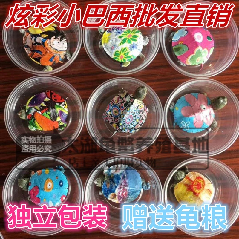 Large and small full-size Outer Pond Colorful Brazilian Tortoise Color Tortoise Release Small Turtle Seedlings Ornamental Tortoise Grass Tortoise Wholesale