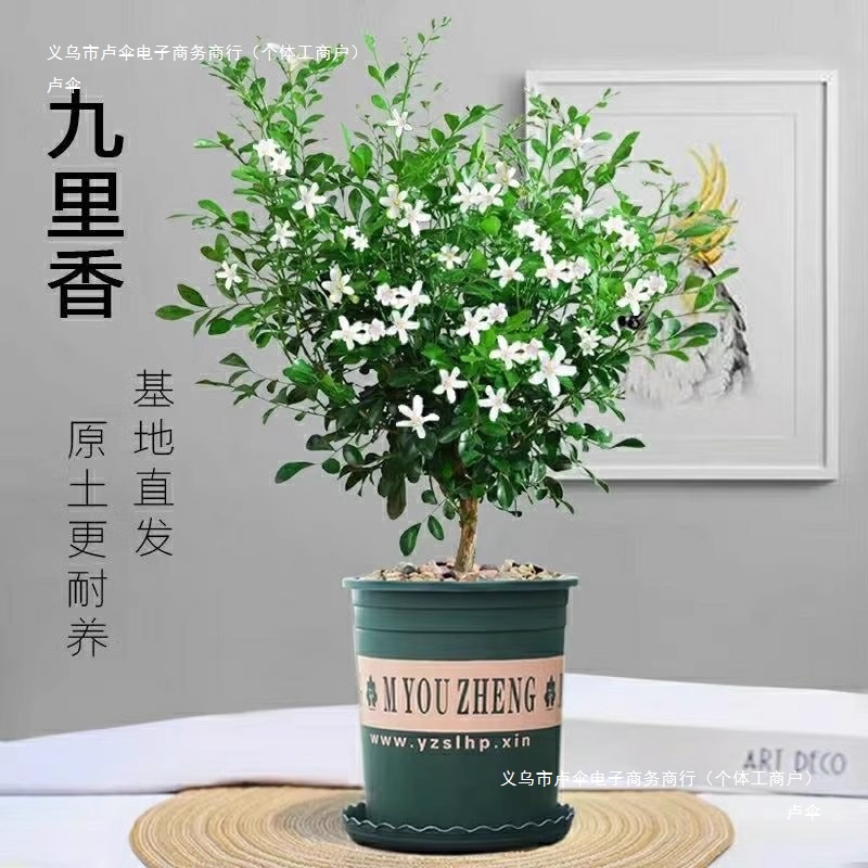Fragrant Mosquito Repellent Jiumu Xiang Potted Flowers Indoor and Outdoor Mosquito Repellent Plants Saplings Jasmine Old Stump Bonsai Green Plants