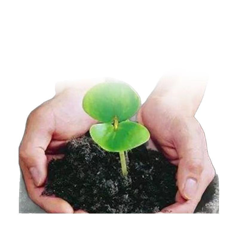 Bacillus subtilis Fusarium wilt Root rot Powdery mildew Ralstonia solanacearum Rust Special sterilization