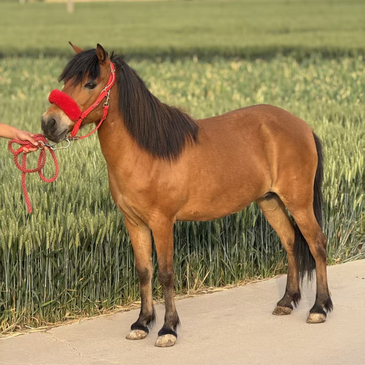 Purebred Debao Miniature Pony, Mini Pony for Pulling Carts, Children's Riding Pony, Miniature Pony for Estate and Scenic Area Viewing