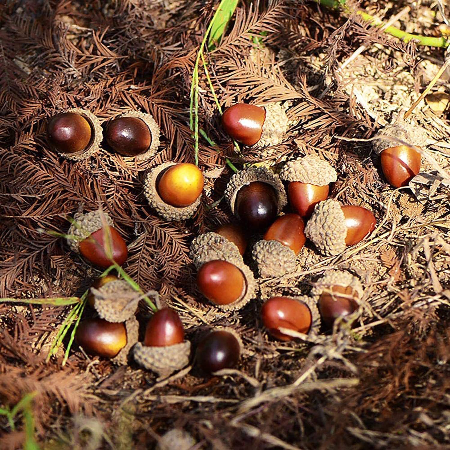 Natural Small Acorn Hazelnut Artificial Acorn Halloween Christmas DIY Decorative Accessories Photography Props