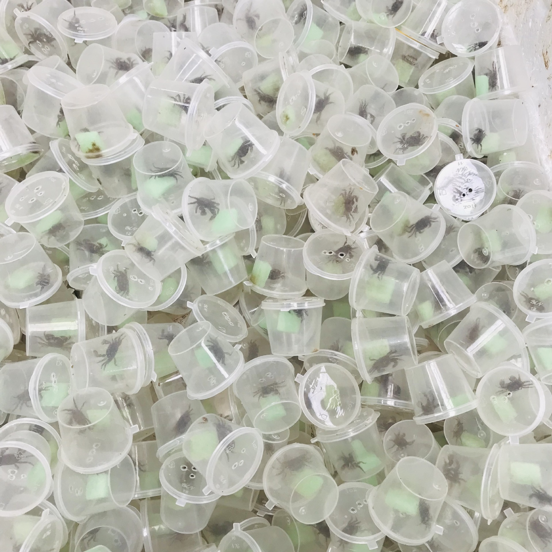 Wholesale Pepper Crab Red Tongs Pepper Crab Ornamental Crab Live Mini Small Crab 1-2cm Independent Small Round Boxed