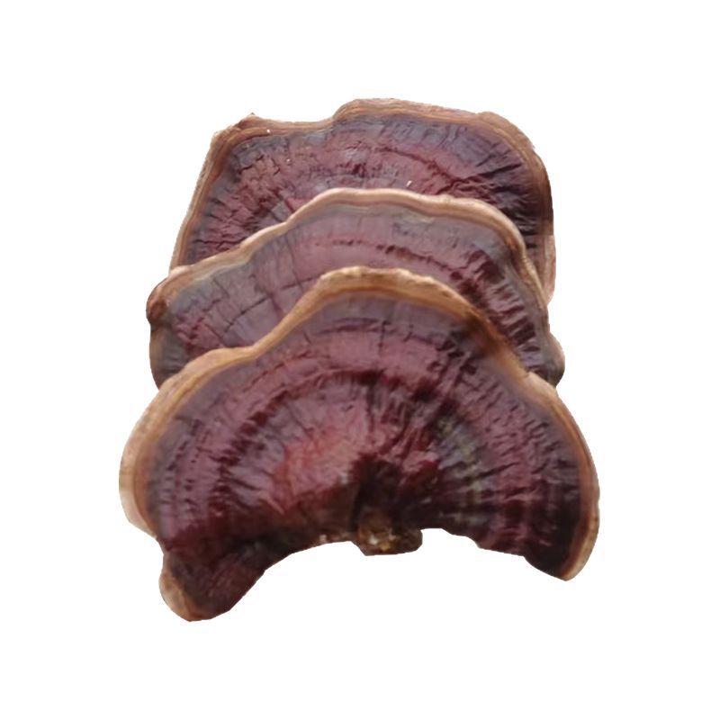 in stock small Phnom Penh Ganoderma lucidum not bitter net red small fragrant lucidum soaked in water soup origin straight hair large favorably fragrance