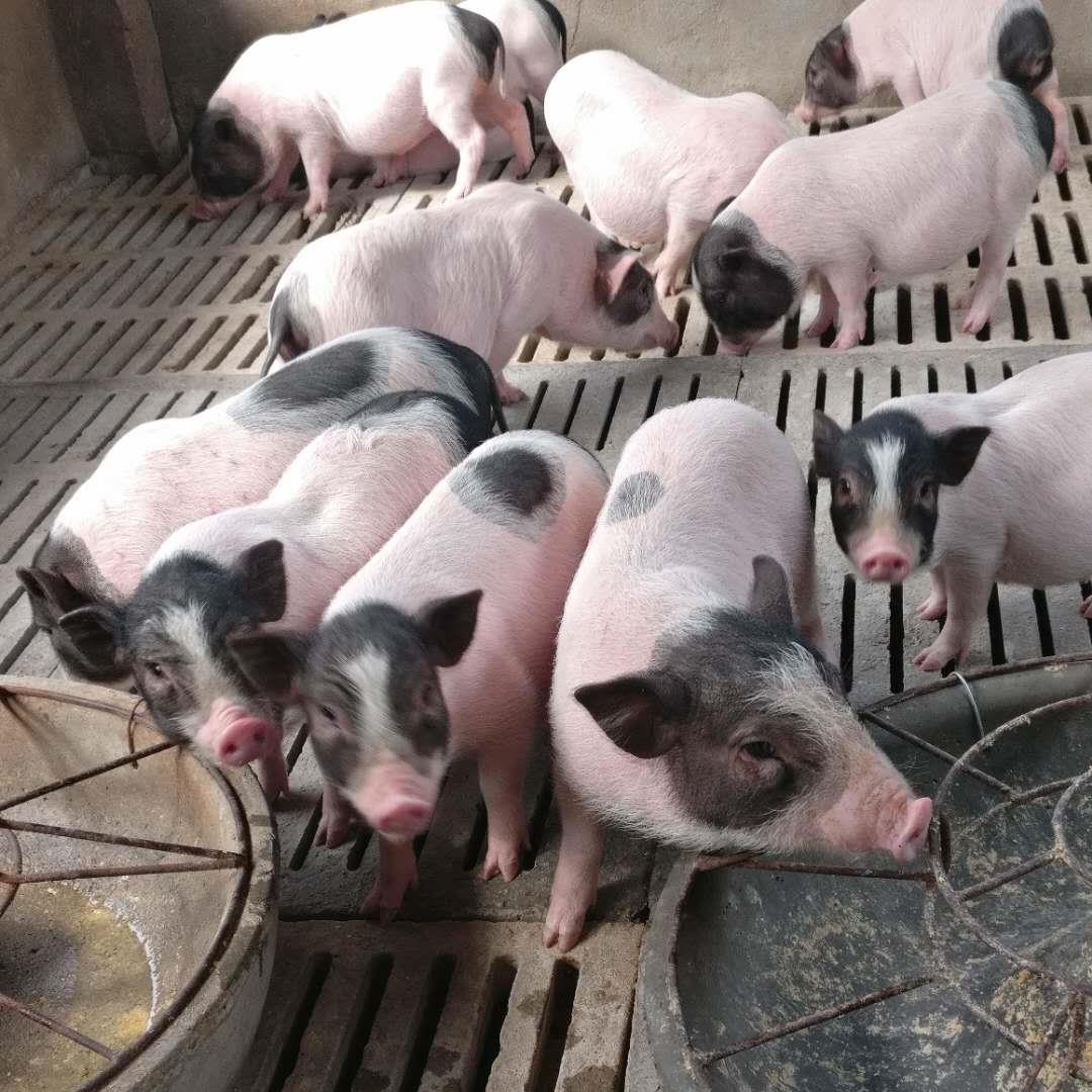 Чистокровные поросенки Лучуан, живые поросенки, маленькие цветные свинки, семена маленьких ароматных свиней, свободно выгуливающиеся свиньи Лучуан, откормочные свиньи