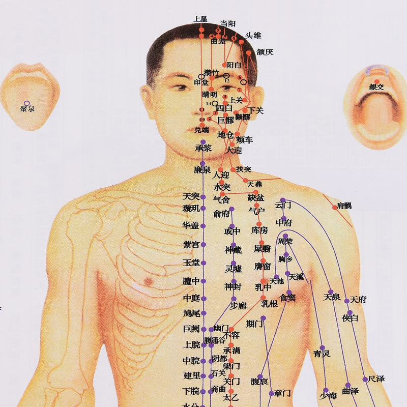 Acupoint Chart, Meridian Chart, Human Body Chart, Factory Produces Ten Thousand Health Charts Per Day, Wall Hanging Chart, Meridian and Acupoint Chart
