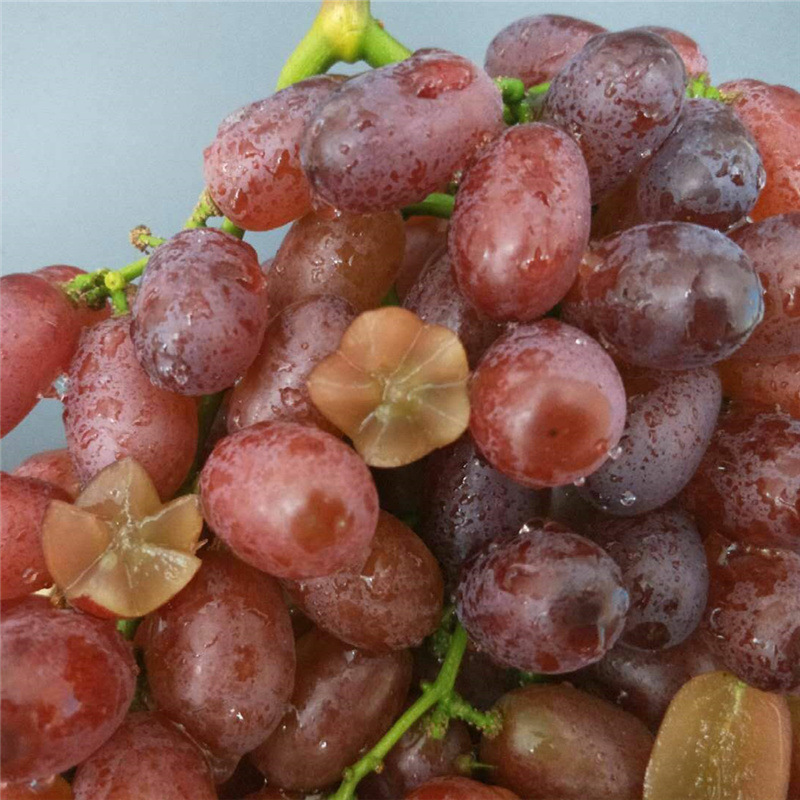 1.50kg Seedless Karen Sheng Grape Fresh Pregnant Women Red Zipper Fruit Seasonal Whole Box Non-Jufeng Shunfeng Postage