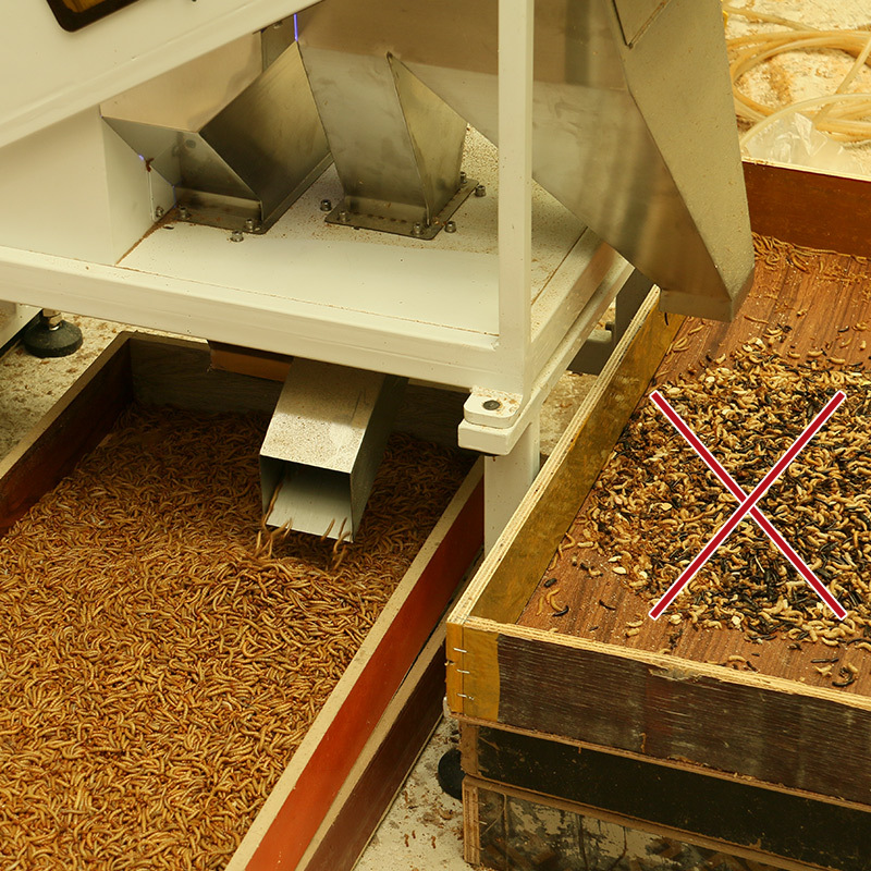 Wholesale Mealworm Mealworm Mealworm Barleyworm Dried Mealworm Dried 1 Ton Factory Direct