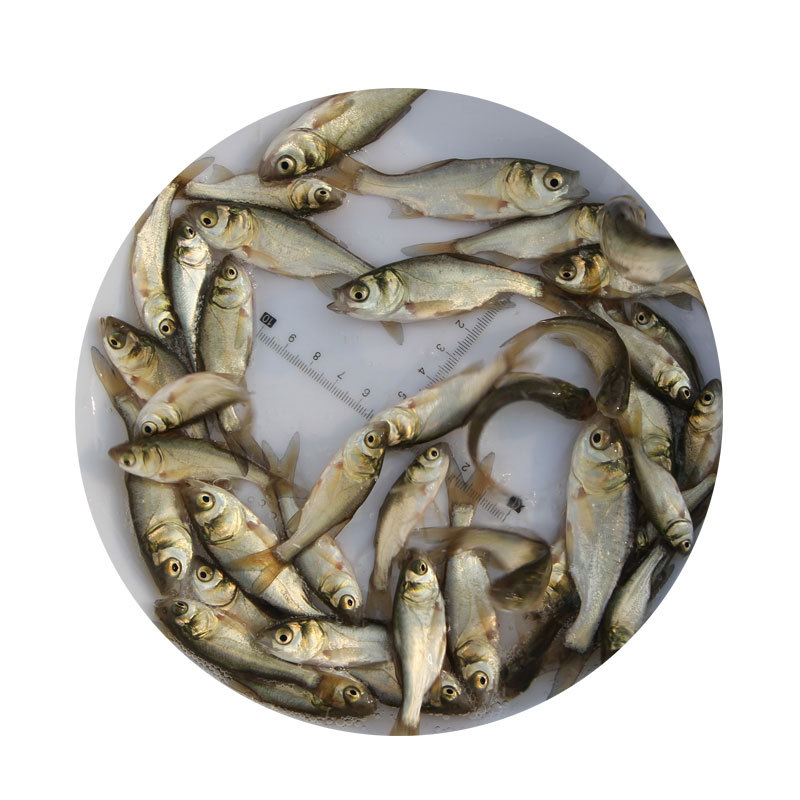 Silver Carp Fry, Big Head Fry, Extra Large Silver Carp and Bighead Carp, Extra Large Big Head Fry, Fat Head Fish, Freshwater Cultured Bighead Carp Fry for Consumption