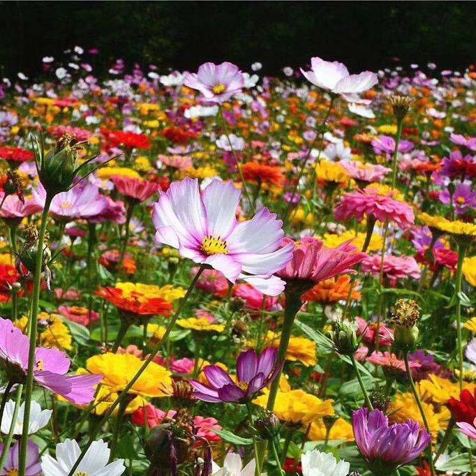 Wildflower Combination Flower Seeds, Pyrethrum Flower Seeds, Four-Season Sowing and Blooming Gesang Flower Seeds, Sunflower Seeds