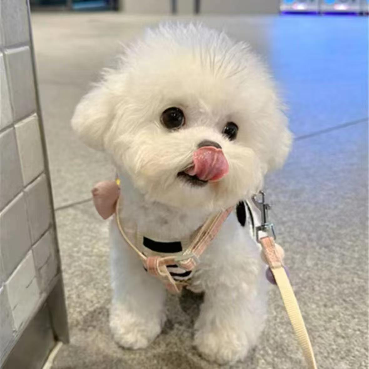 Wholesale Bichon Frize Puppies, Teacup Dogs, Puppies, Live Dogs, Puppies, Pet Dogs, Purebred Dogs, Small Size Dogss, Toy Dogs