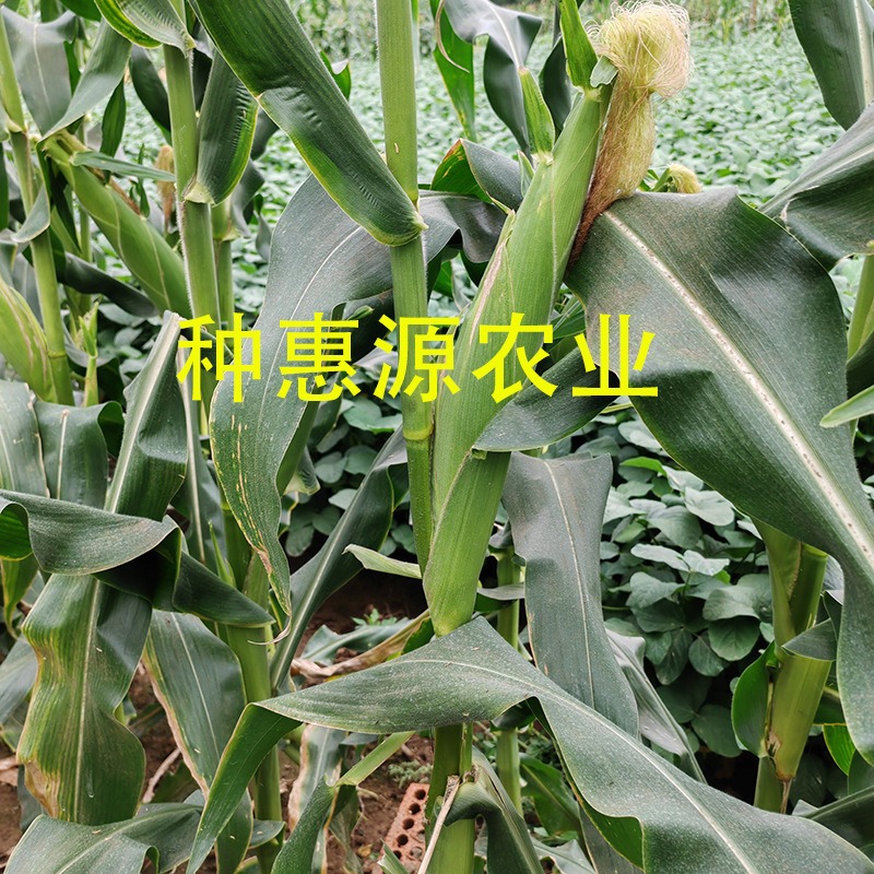 Zhongtian No. 9 Corn Seeds, Super Sweet and High-Yielding Fruit Corn Seeds, Crisp, Sweet and Waxy Spring and Summer Hybrid Seeds
