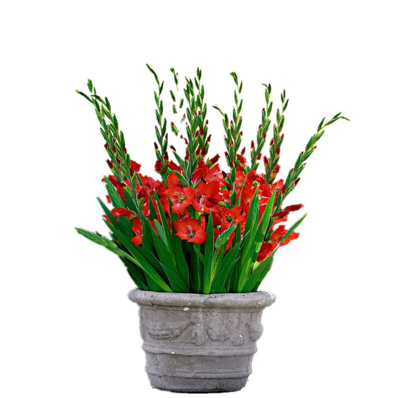 Gladiolus Gladiolus Flower Bulbs Potted Flower Seedlings Perennial Cold-Resistant Four-Season Easy-To-Live and Easy-To-Grow Flower Bulbs with Buds
