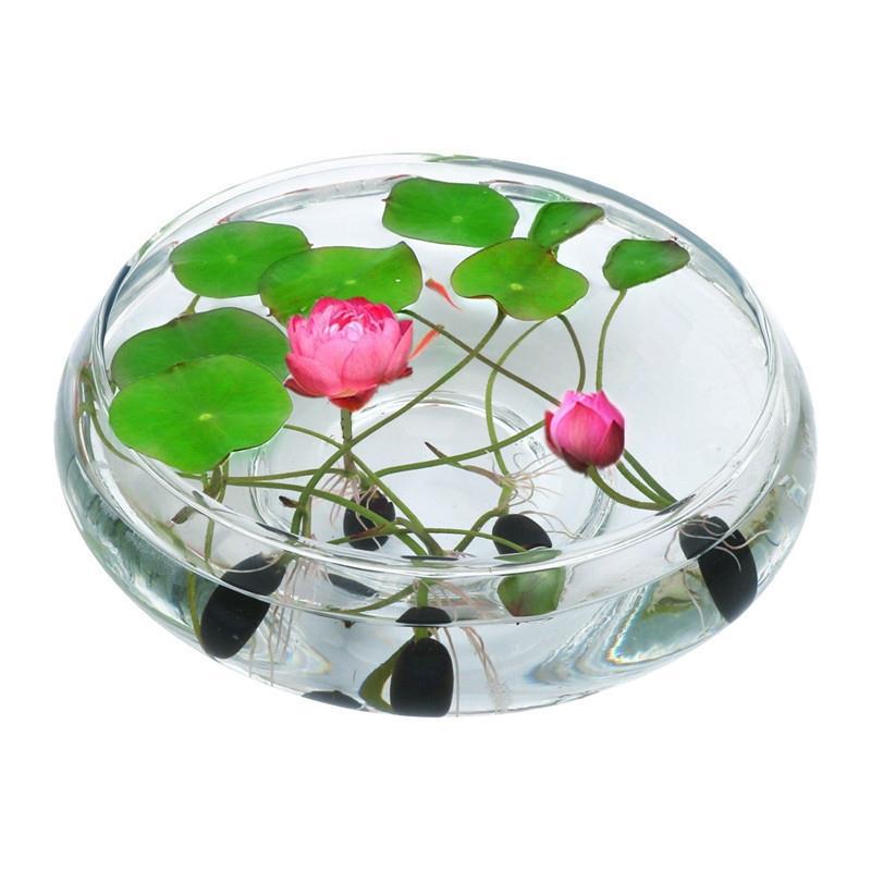 E-commerce dedicated cross-border wholesale water lily bowl lotus aquatic plant seeds hydroponic lotus lotus seed bowl lotus seeds
