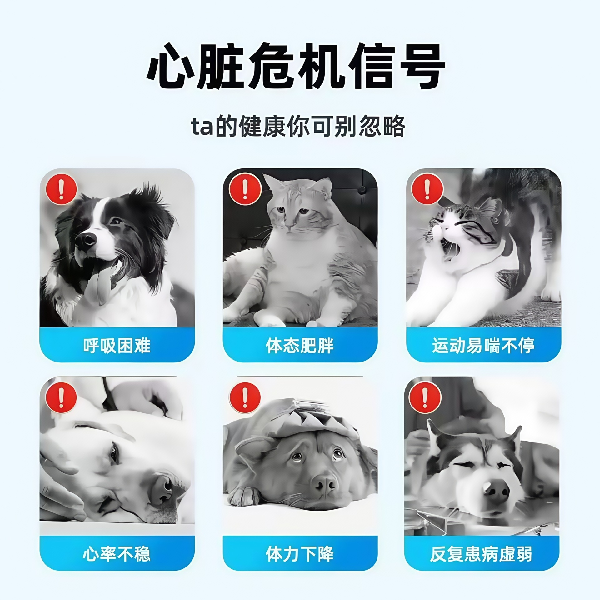 Pet Coenzyme Q10 Tablets Pet Nutritional Supplement Neutral Source Manufacturer for Cats and Dogs