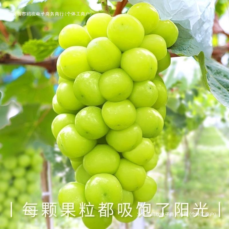Sunshine Rose Grape Qingwang Fresh Grape Granules Delivered Seedless Seasonal Fruit Free Shipping Wholesale Green Grapes