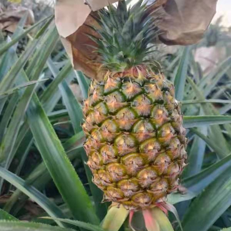 Hainan Yunnan golden diamond pineapple fresh fruit season 2.50kg origin straight hair postage pineapple a generation